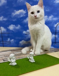 4年前、お迎え当時のおもちくん（画像提供：瞳さん）