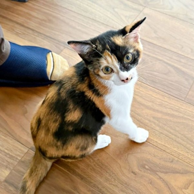 子猫時代、飼い主さんを見上げるおこげちゃん（画像提供：カワラさん）