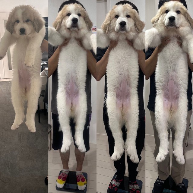 超大型犬の子犬の1ヶ月の伸び率に驚き！毎日ぐんぐん「伸びている」（画像提供：@manabunwdylさん）