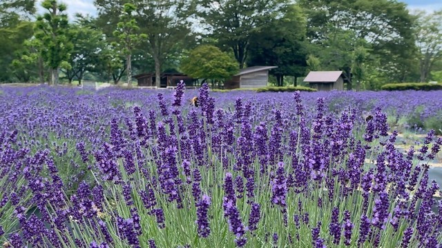 8品種5000株のラベンダーが見頃　フォトコンテストも開催　まきばの館　岡山・美咲町