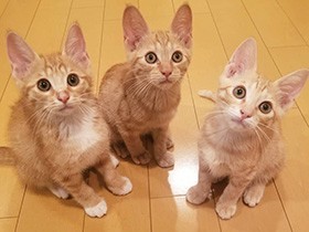 みんなで遊ぶよ　ミックス猫の「あくあ」「あると」「ねいろ」　