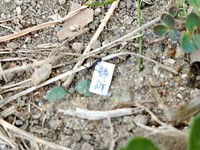 くるっと翻った紙には「勝訴」の文字が（画像提供：八羽さん）