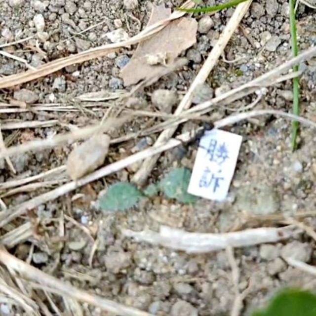 くるっと翻った紙には「勝訴」の文字が（画像提供：八羽さん）