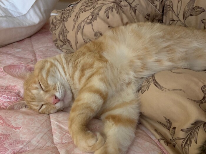 長女のふとんでくつろぐきなこ