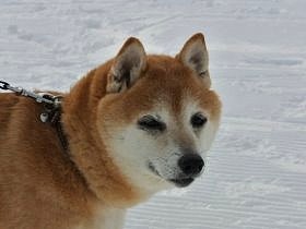 天然記念物の日本犬は８週齢規制の対象外に　議連が動愛法改正案