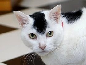 モヒカン刈り、反骨のロッカー？　女に媚びないパンクな老猫