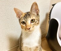 三毛のカリンちゃん