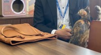 カバンから下ろしても今度はお客さんのひざの上に…（「しまや出版 癒し課」提供、Xよりキャプチャ撮影）