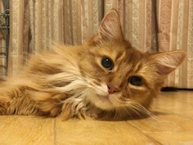 老猫ソマとの別れ　家族全員で看取り「天国から見守っていて」