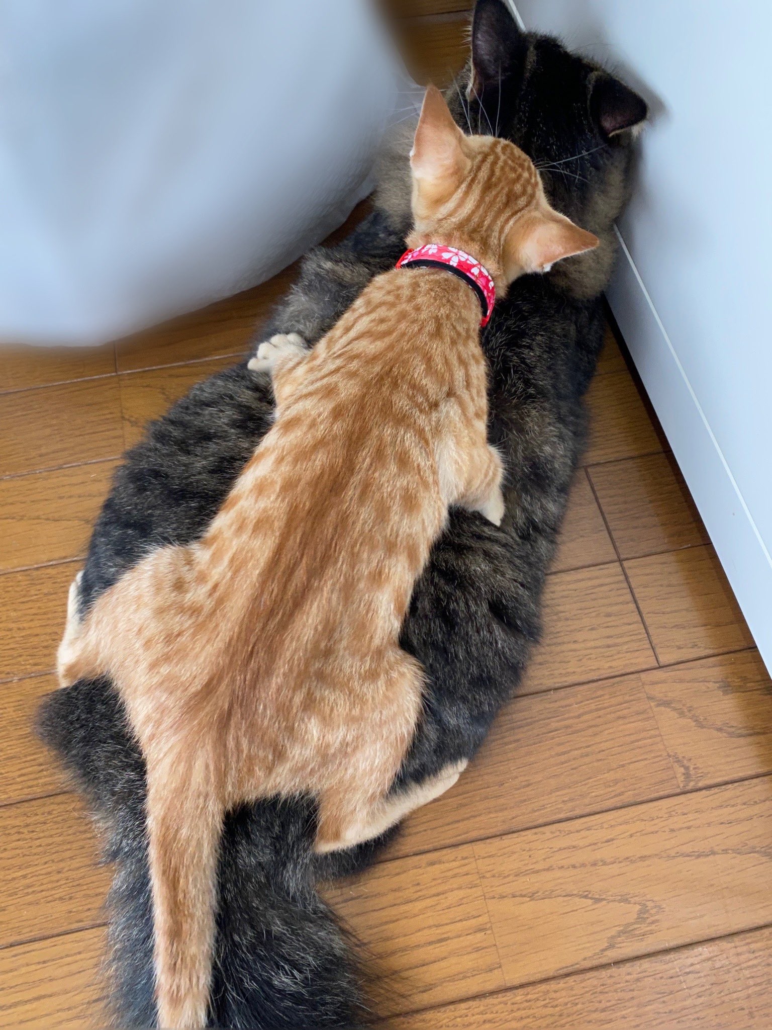 ニャんでこうなった…まるで♪親亀の背中に子亀を乗せて～ 保護猫