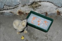 愛称は「モモ太」に＝男鹿水族館GAO提供