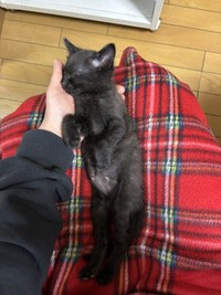 保護から1ヶ月半ほど経った頃には、だいぶ猫らしくなった