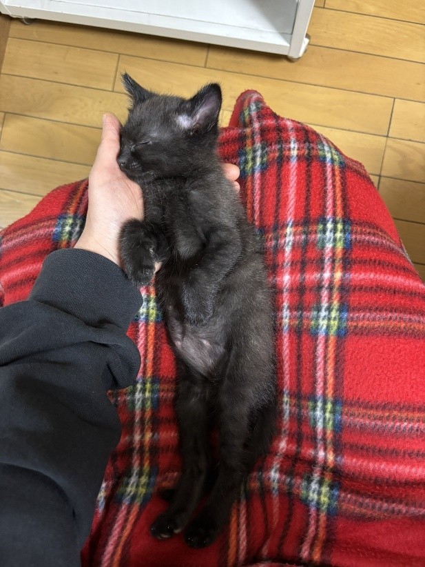 保護から1ヶ月半ほど経った頃には、だいぶ猫らしくなった