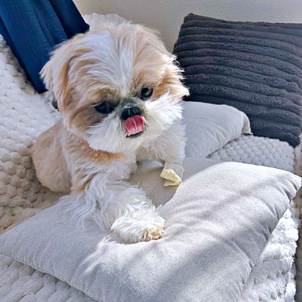 ひとり遊びを楽しむナチョ氏（画像提供：ぼくナチョだよさん）