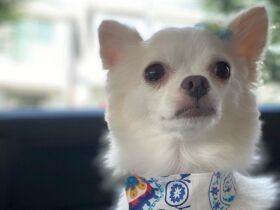 おとなしくがんばったよ　トリミングサロンの帰りのロングコートチワワ「ボルト」