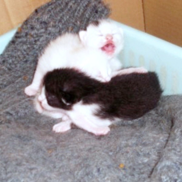 生後まもないシンちゃんときょうだい猫（画像提供：バニラさん）