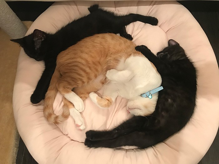 とっても仲良しな３匹