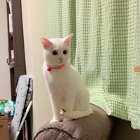 真っ白なコートに真ん丸お目目がキュート
