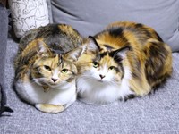 そろって飼い主さんを見つめる仲良く添い寝するタンモちゃん（左）とチョモちゃん（右）（画像提供：ねこねこ空港さん）
