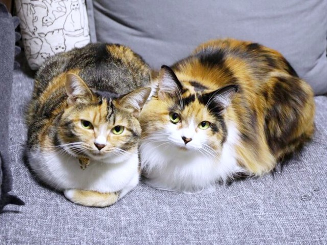 そろって飼い主さんを見つめる仲良く添い寝するタンモちゃん（左）とチョモちゃん（右）（画像提供：ねこねこ空港さん）