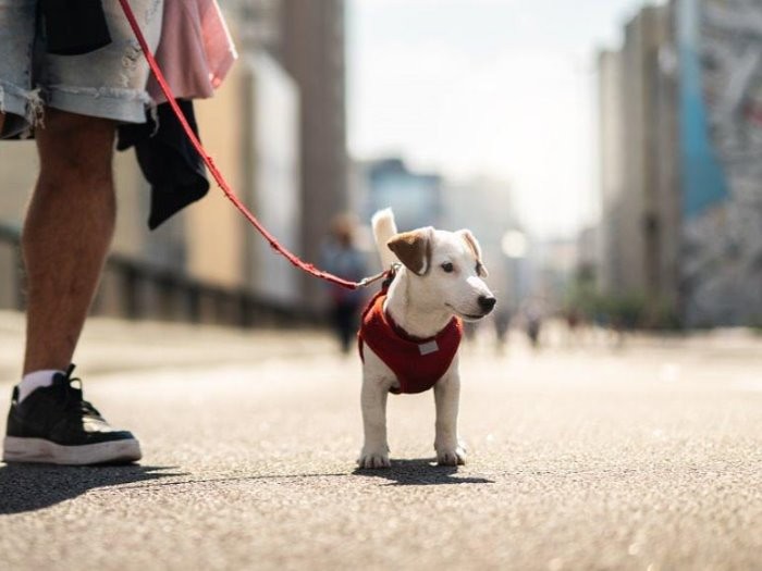 炎天下の散歩は禁物