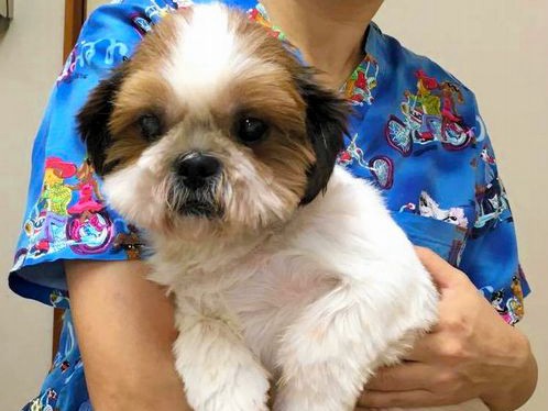 犬猫の虐待を解明する「法獣医学」　捜査・裁判にも一役