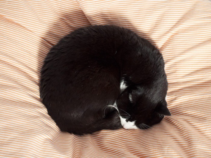掛け布団の上で、丸くなる（小林写函撮影）
