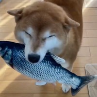 今日の献立は「新鮮な魚」でお願いします（動画からキャプチャー／画像提供：ミニすずさん @RKfWUAQ1xbOEEAp）