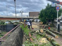 強風の影響か　岡山市の公園で倒木事故　けが人なし