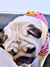 もう一度、誘ってみるとーー「行く！」と応えるようにソファからおりるむさしくん（画像提供：パグのむさしさん）