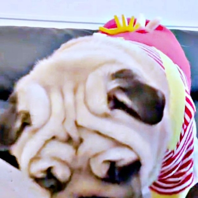 もう一度、誘ってみるとーー「行く！」と応えるようにソファからおりるむさしくん（画像提供：パグのむさしさん）