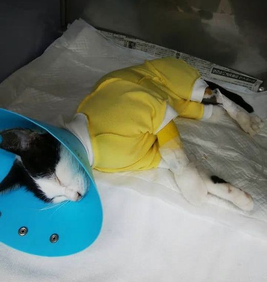 骨盤手術直後のじゅじゅちゃん（猫の館ME提供）