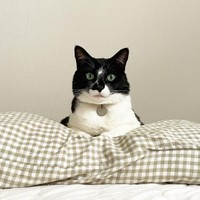 毎朝、まなねこさんの枕をひじ置きにしてごはんを要求（ちゃあちゃん）