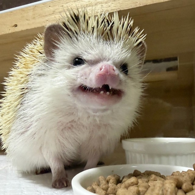 食いしん坊な桃茶丸くん／もぐもぐ風林火山さん（@toxinum）提供