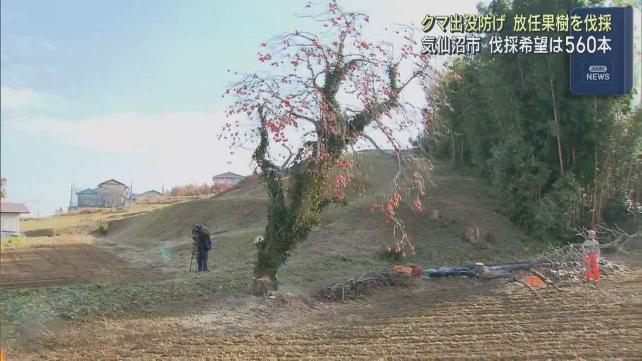 人里へのクマの出没を防ぐ　放置された果樹を伐採　宮城・気仙沼市