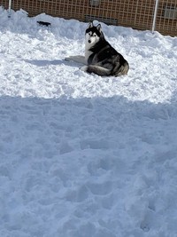 「雪が積もると家に入ってきません」（提供：LANI♡LEA🐺さん）