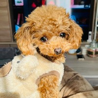 「サザエさんハウス」を再現したプーちゃん（画像提供：プリンセスさん）