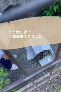最後の子猫チュポちゃんを保護しました（「TetoMoco | 猫活するママの暮らし」さん提供、Instagramよりキャプチャ撮影）