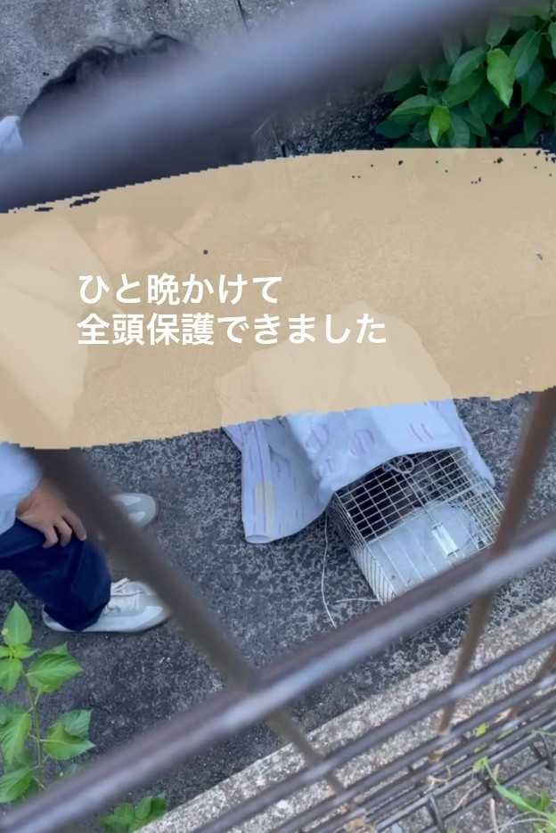 最後の子猫チュポちゃんを保護しました（「TetoMoco | 猫活するママの暮らし」さん提供、Instagramよりキャプチャ撮影）