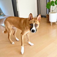 お迎えしたころ、おうちで過ごすレオくん。まだ警戒心は強く残っていました（画像提供：保護犬レオさん）