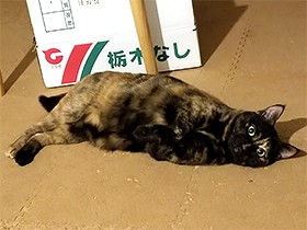 愛猫の粗相は春の知らせ？　年1回、こたつ布団を“ホリホリ”