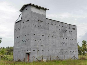 巣を作ってもらうため自宅改築して環境作り　高級食材「ツバメの巣」をめぐる人間模様