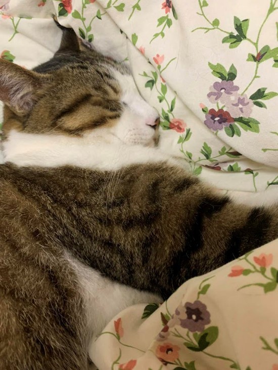 次女のふとんの上で熟睡するジャッキー