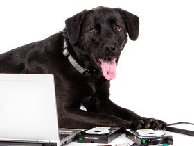 におい嗅ぎ当てＳＤカード発見　電子機器探知犬が米国で活躍中