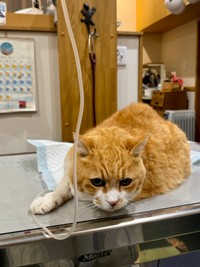 15歳半のりょうちゃん
半年前からだんだん体重が落ちてきて、たくさん水を飲み大量のおしっこをするので血液検査をすると、慢性の腎臓病でした。週二回の点滴に通院中です。