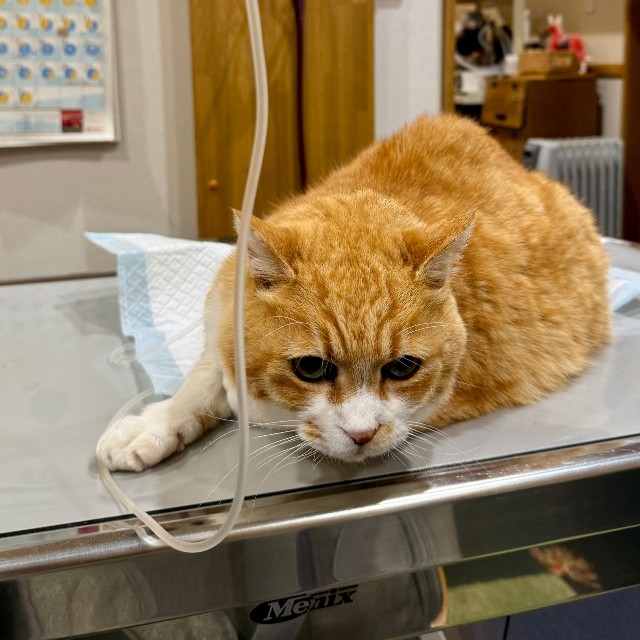 15歳半のりょうちゃん
半年前からだんだん体重が落ちてきて、たくさん水を飲み大量のおしっこをするので血液検査をすると、慢性の腎臓病でした。週二回の点滴に通院中です。