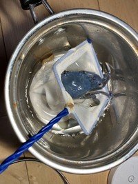 アスタキサンチンの不足が青色の原因。 ※イシガニさん提供