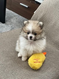 「#お迎えした頃の自慢の一枚見せて」というハッシュタグとともに投稿された写真（画像提供：ちくわ△(ポメ)さん）