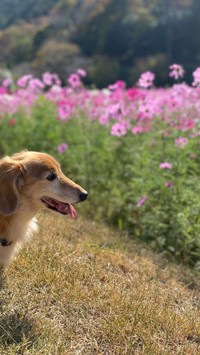 いっぱいお散歩したよ＝shakyamunico0408さん提供