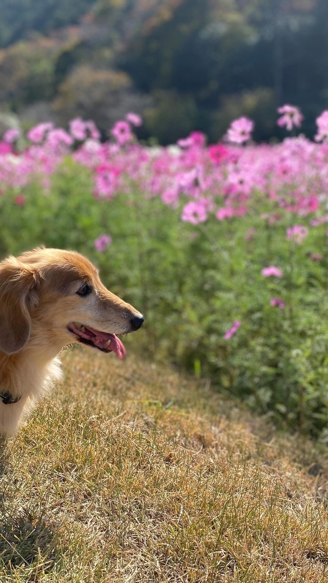 いっぱいお散歩したよ＝shakyamunico0408さん提供